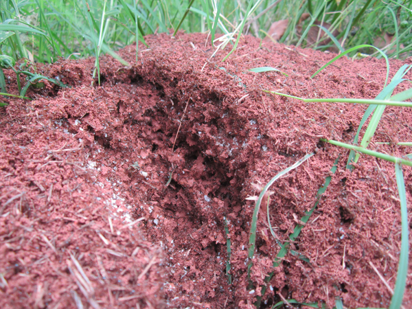 公園、社區(qū)、校園等公共場(chǎng)所進(jìn)行有效紅火蟻防制
